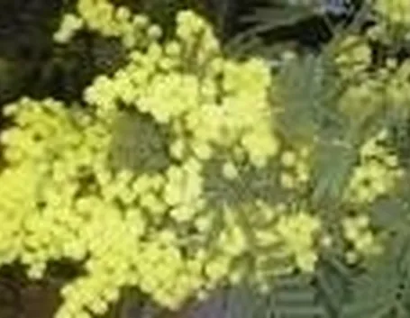 Mimosa