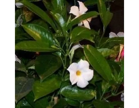 Mandevilla bianca
