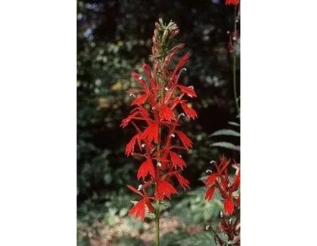 Lobelia cardinalis