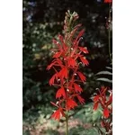 Lobelia cardinalis