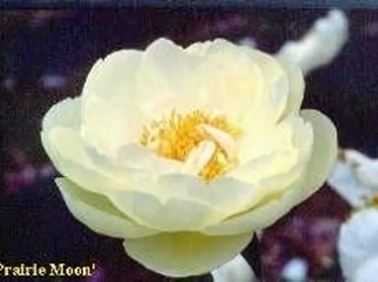 Peonia