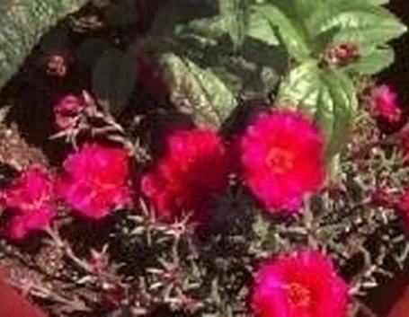 portulaca