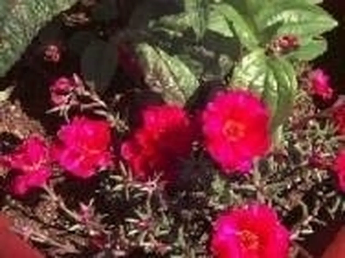 portulaca