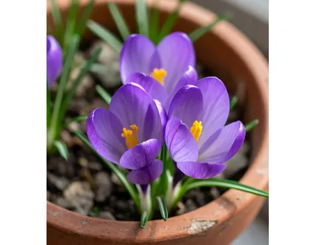 Crocus viola