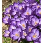Crocus viola