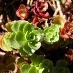 Sedum