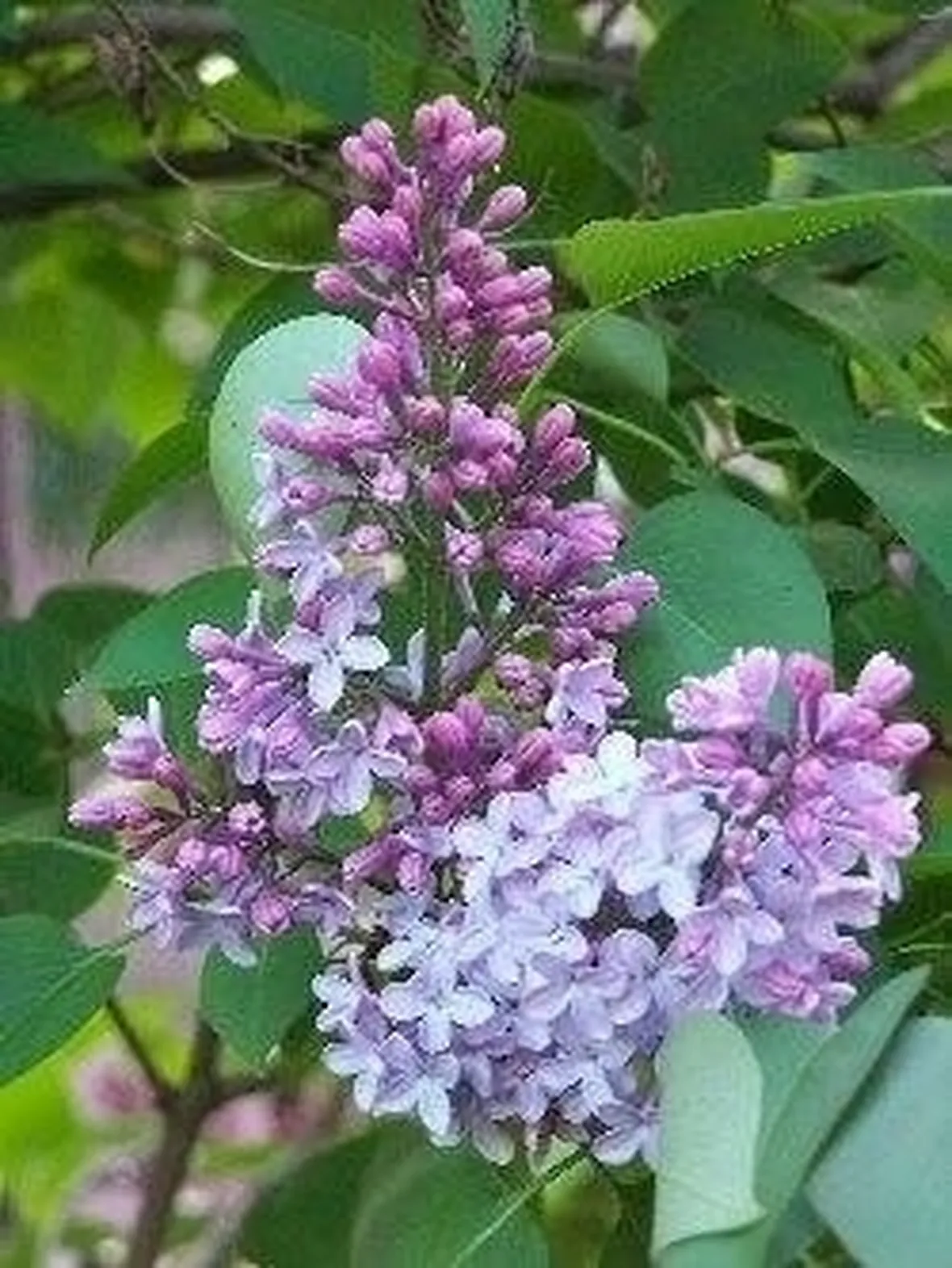 Lillà
