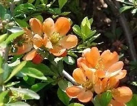 chaenomeles