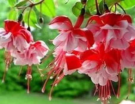Fucsia