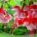 Fucsia
