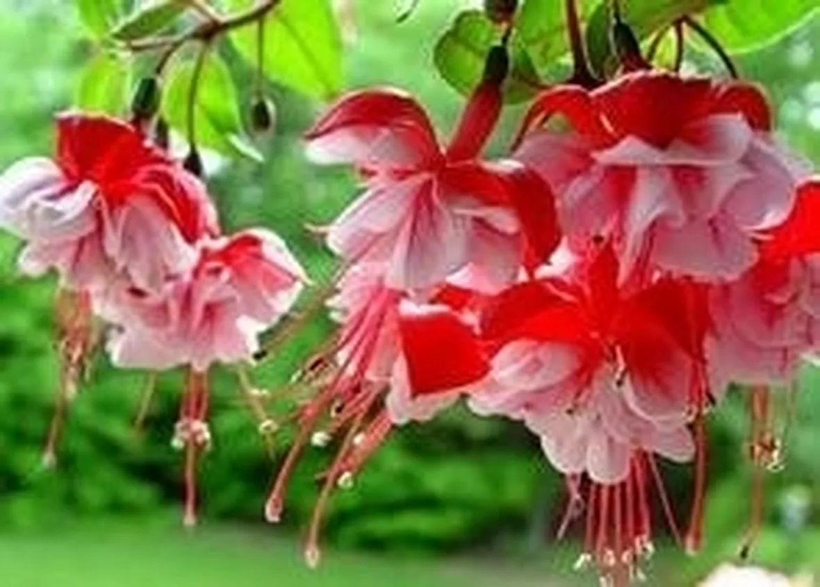 Fucsia