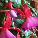 fucsia