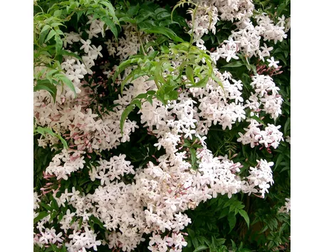 Gelsomino in fiore