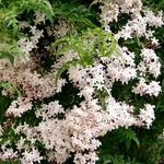 Gelsomino in fiore
