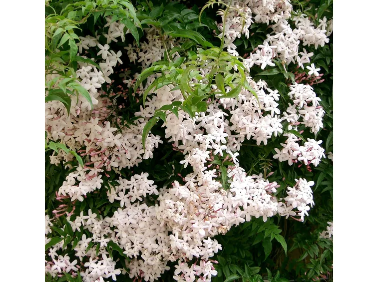 Gelsomino in fiore