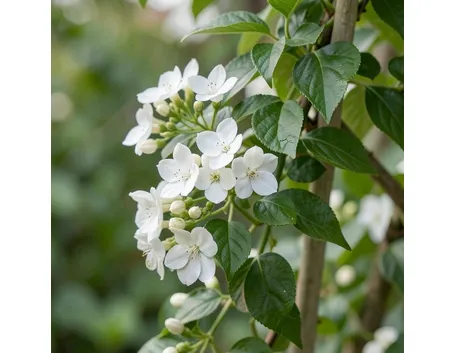 Jasminum a fiore grande