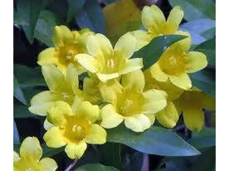 jasminum