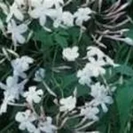 Gelsomino 