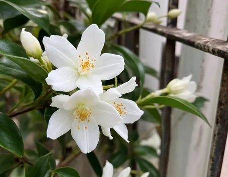 Fiori di gelsomino