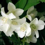 Fiori di gelsomino