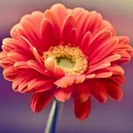 gerbera