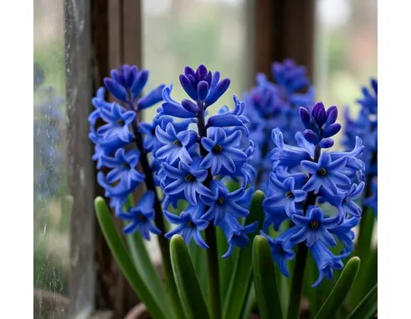 Giacinti blu