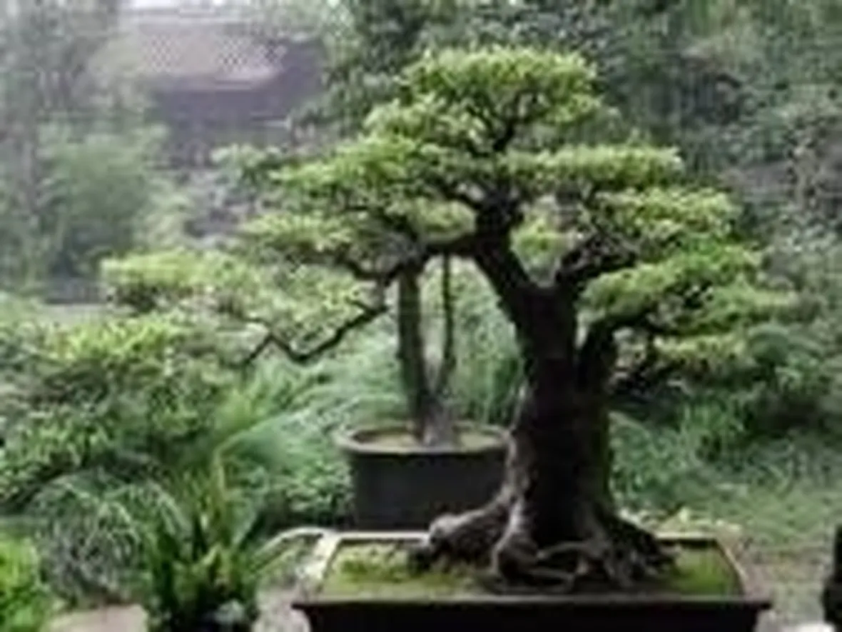Giardino zen