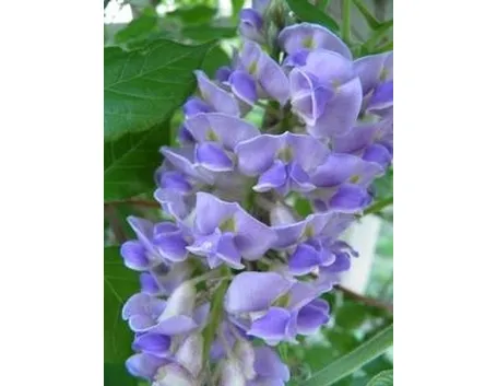 Glicine