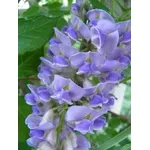 Glicine