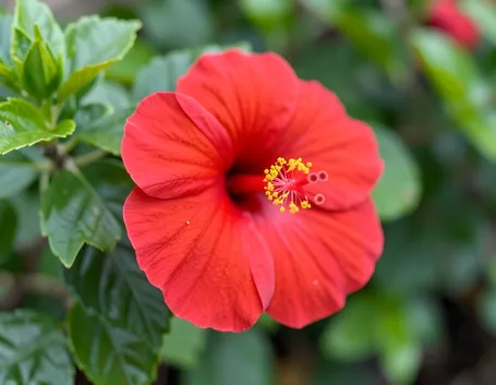 Hibiscus