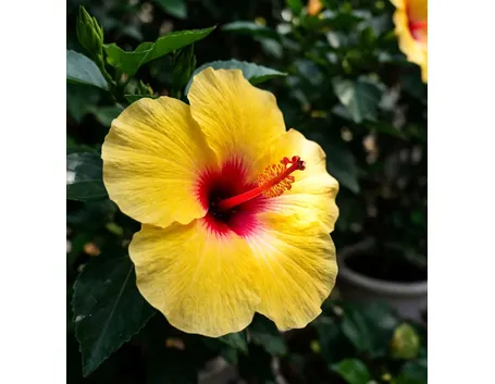 ibisco rosso
