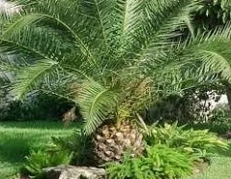 Phoenix canariensis