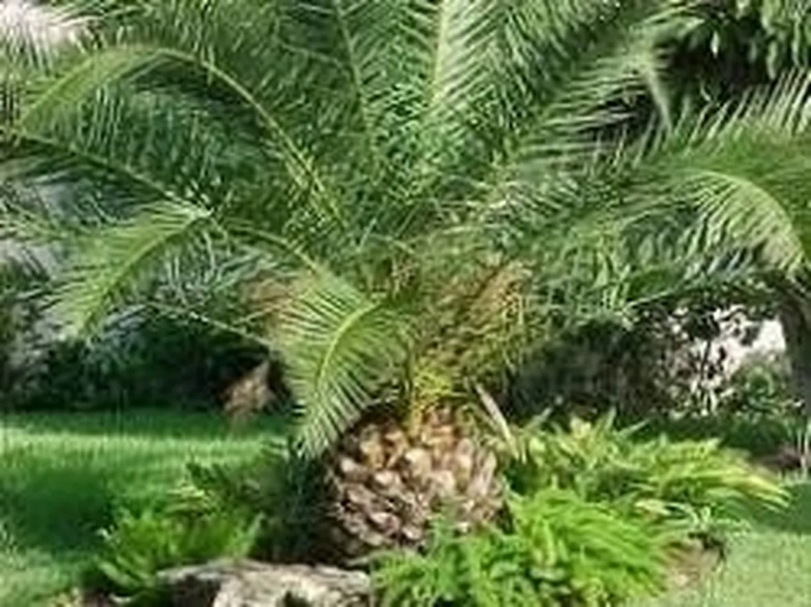 Phoenix canariensis