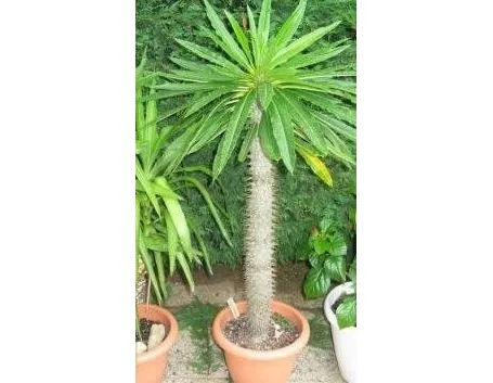 pachypodium