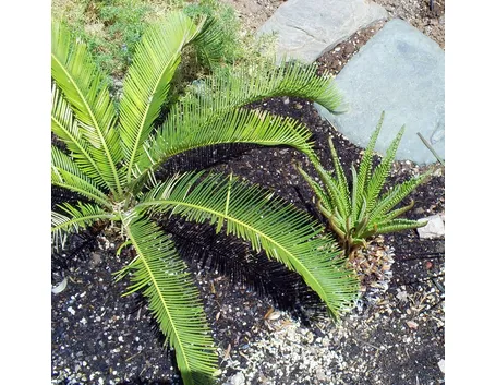 cycas