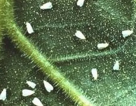 mosca bianca