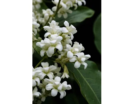 Fiori di Catalpa
