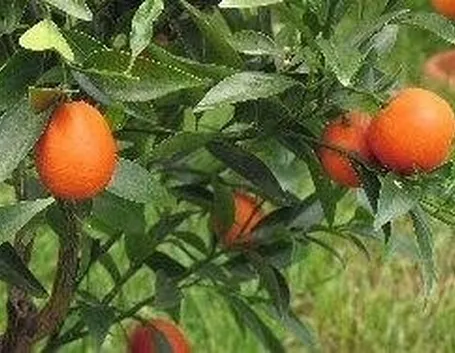 kumquat