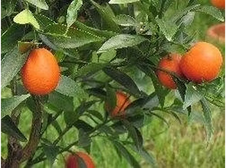 kumquat