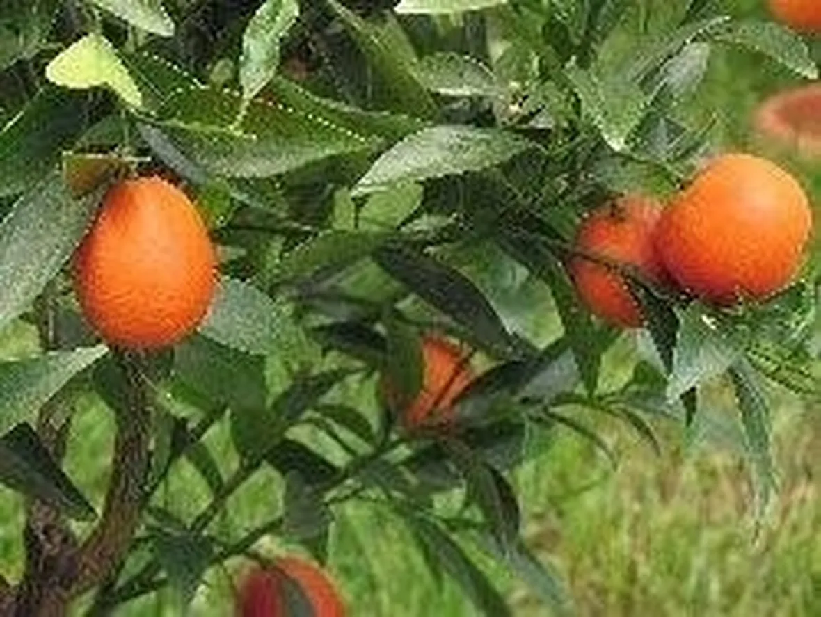 kumquat