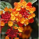 Lantana