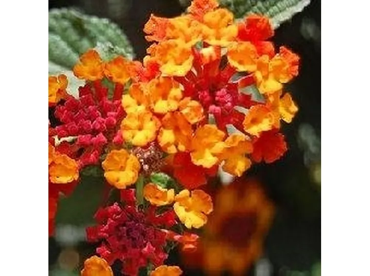 Lantana