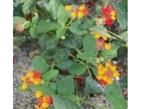 Lantana