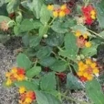 Lantana