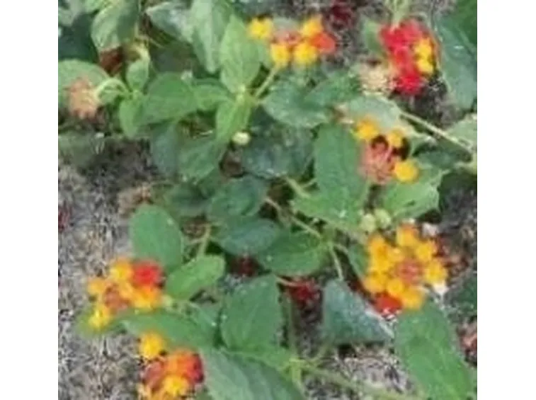 Lantana