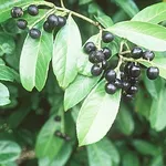Lauroceraso