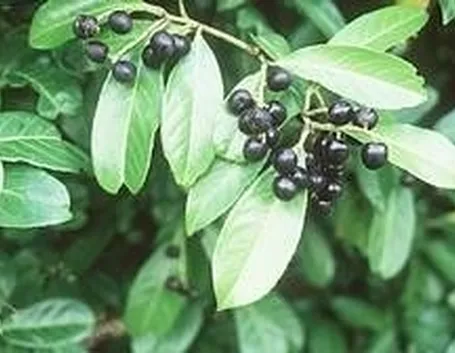 laurocerasus