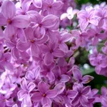 Fiori di lillà