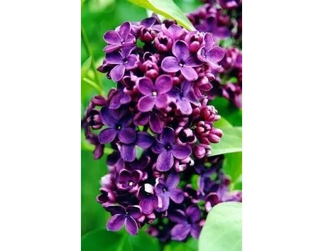 Fiori siringa