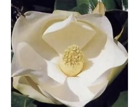 magnolia